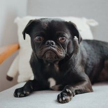 Φόρτωση εικόνας στο εργαλείο προβολής Συλλογής, Πορτραίτο Κατοικίδιου - Μόνο Ψηφιακό αρχείο