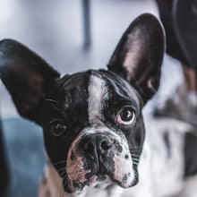 Φόρτωση εικόνας στο εργαλείο προβολής Συλλογής, Πορτραίτο Κατοικίδιου - Μόνο Ψηφιακό αρχείο