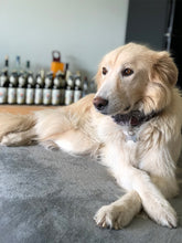 Φόρτωση εικόνας στο εργαλείο προβολής Συλλογής, Καμβάς Του Δικού Σας Κατοικίδιου - Ο Στρατηγός